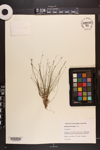 Eleocharis microcarpa var. filiculmis image