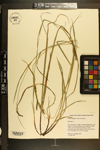 Carex oxylepis image