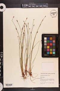 Eleocharis tricostata image