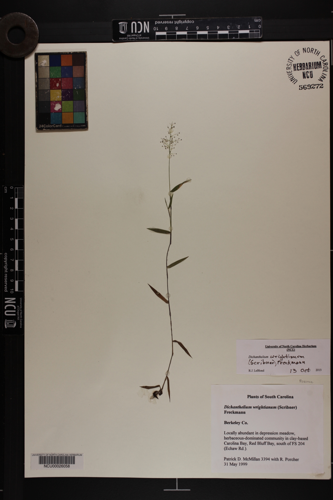 Dichanthelium wrightianum image