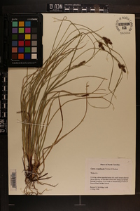 Carex complanata image