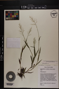 Dichanthelium erectifolium image