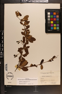 Berberis canadensis image