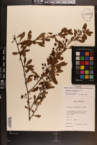 Berberis canadensis image