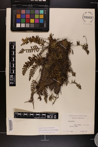 Pleopeltis polypodioides subsp. michauxiana image