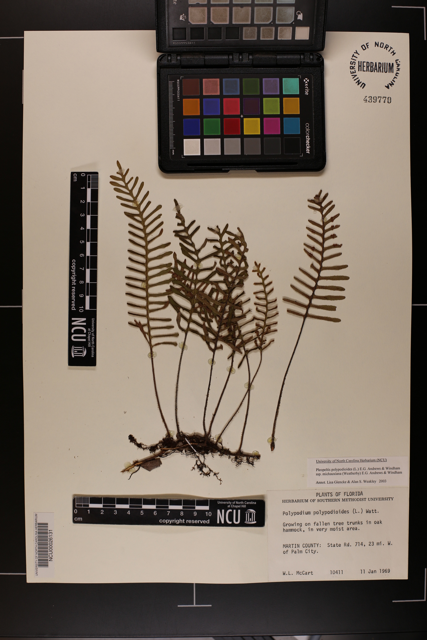 Pleopeltis polypodioides subsp. michauxiana image