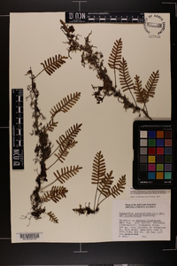 Pleopeltis polypodioides image