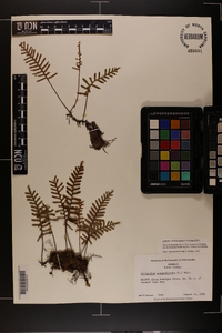 Pleopeltis polypodioides subsp. michauxiana image