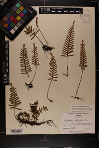 Pleopeltis polypodioides subsp. michauxiana image