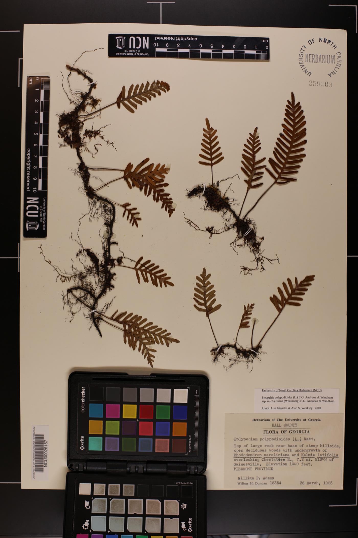 Pleopeltis polypodioides subsp. michauxiana image