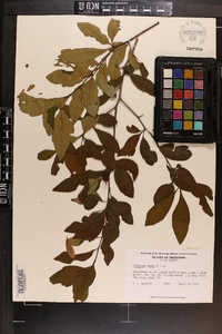 Crataegus opaca image