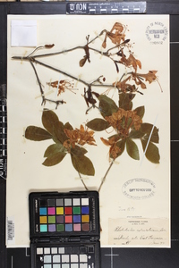 Rhododendron calendulaceum image