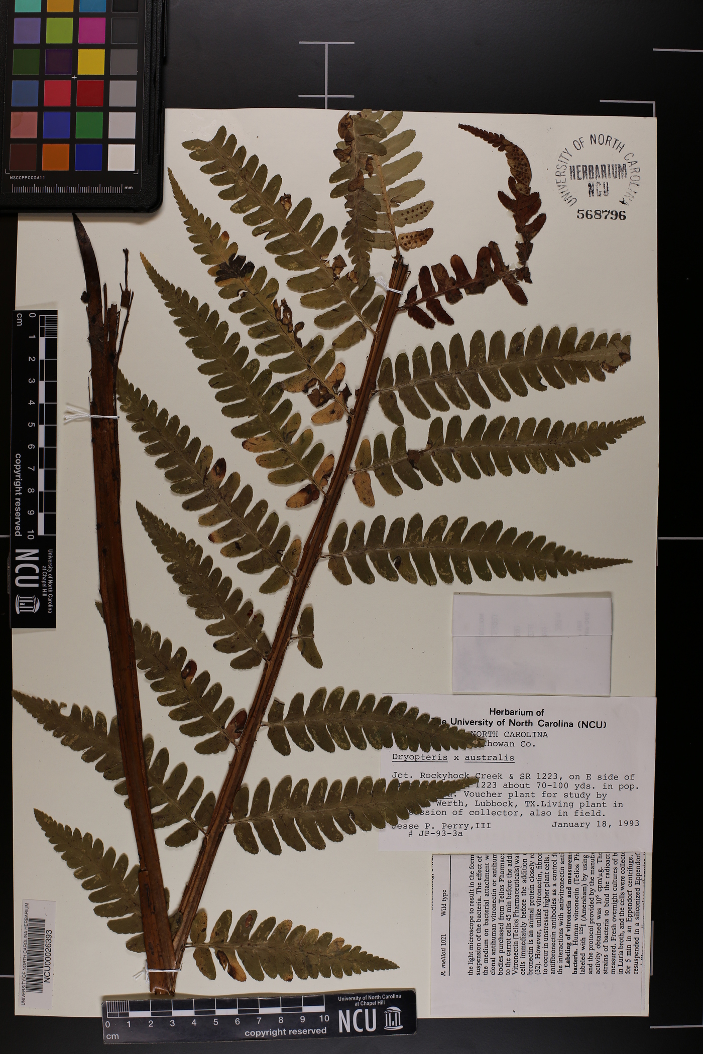 Dryopteris x australis image