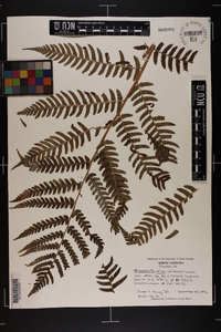 Dryopteris celsa image