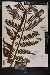 Dryopteris australis image