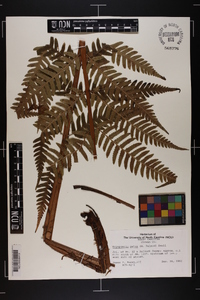 Dryopteris celsa image