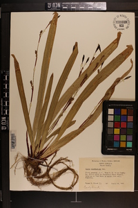 Carex plantaginea image