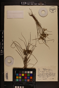 Cyperus polystachyos var. texensis image