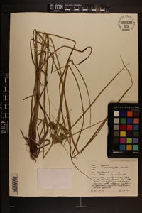 Cyperus pseudovegetus image