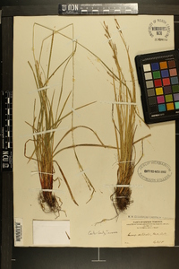 Carex aestivalis image