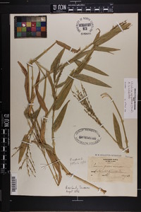 Urochloa adspersa image