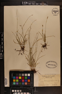 Carex texensis image