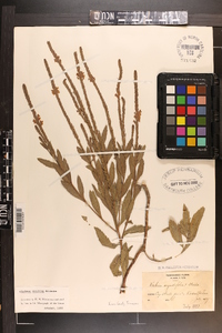 Verbena × moechina image