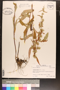 Solidago curtisii image