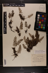 Pleopeltis polypodioides subsp. michauxiana image