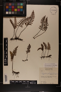 Pleopeltis polypodioides image