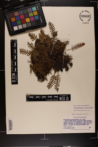 Pleopeltis polypodioides image