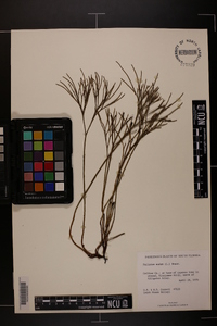 Psilotum nudum image