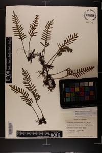 Psilotum nudum image