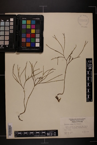 Psilotum nudum image