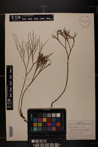 Psilotum nudum image