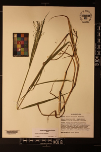 Kellochloa verrucosa image