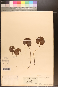 Adiantum reniforme image