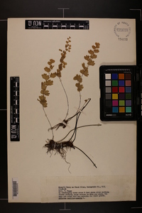 Adiantum capillus-veneris image