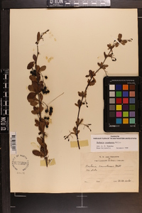 Berberis canadensis image