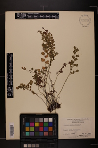 Adiantum capillus-veneris image