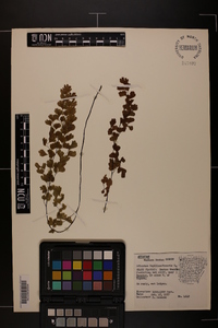 Adiantum capillus-veneris image