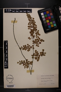 Adiantum capillus-veneris image