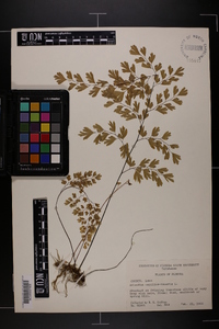 Adiantum capillus-veneris image