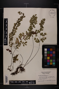 Adiantum capillus-veneris image