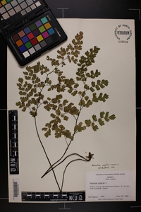 Adiantum capillus-veneris image