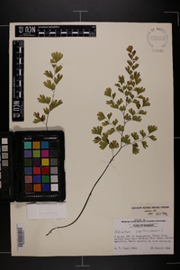 Adiantum capillus-veneris image