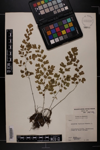 Adiantum capillus-veneris image