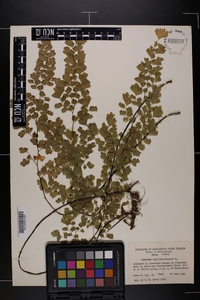 Adiantum capillus-veneris image