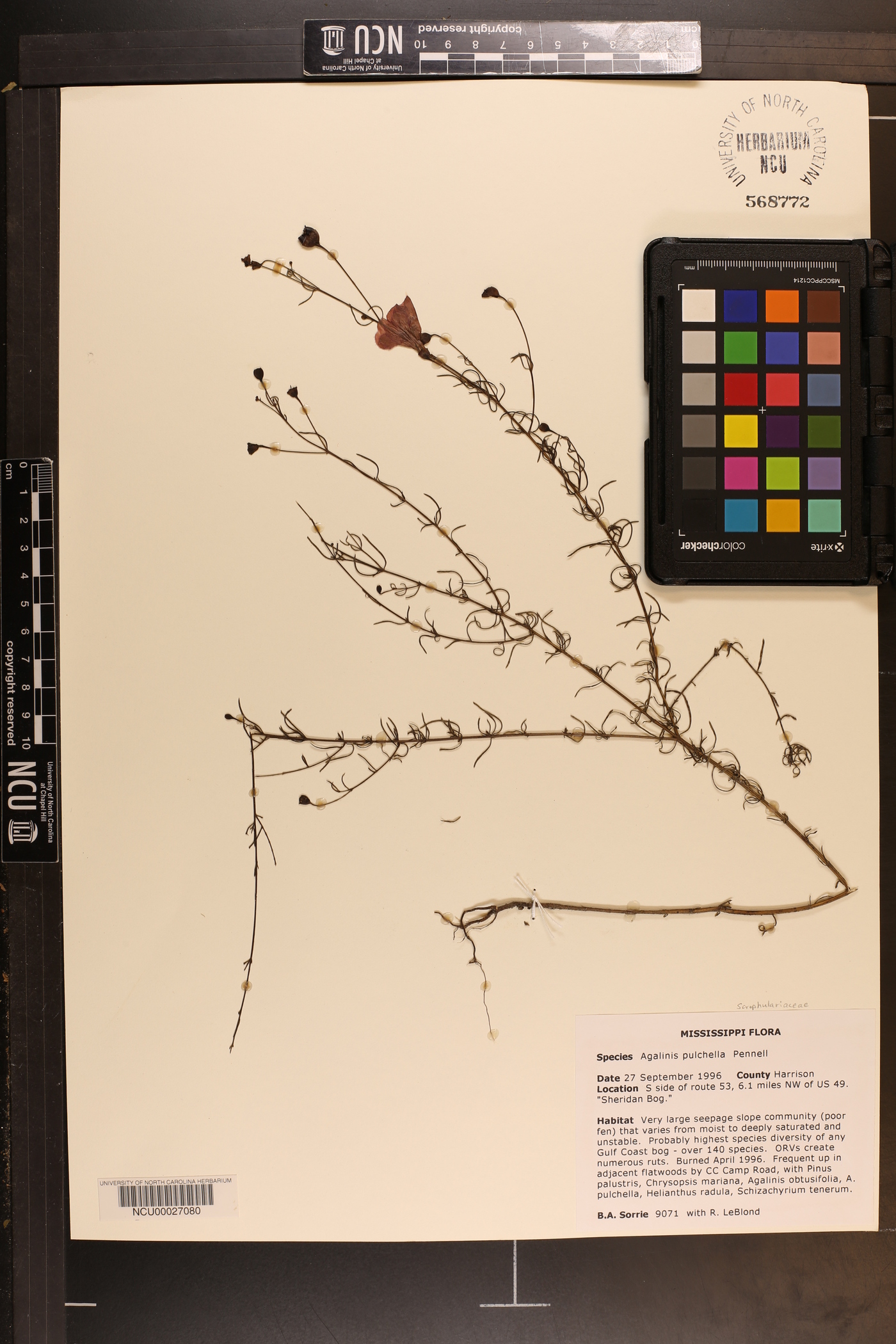 Agalinis pulchella image
