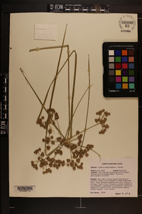 Cyperus pseudovegetus image